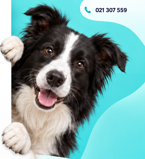 Happy Border Collie peeking around the edge of the PawsRus aqua grooming design
